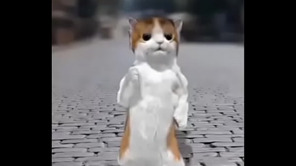 Nonton Felino Danzando thumbnail