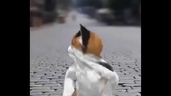 Felino danzando