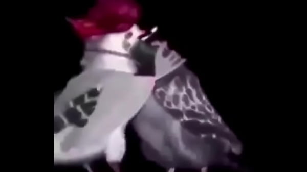 Pombo dan&ccedil_ando com a pomba