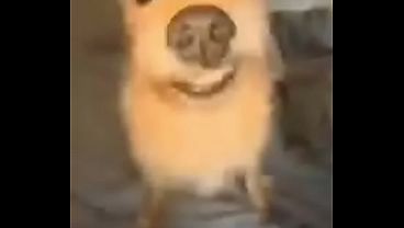 Nonton Shitpost thumbnail