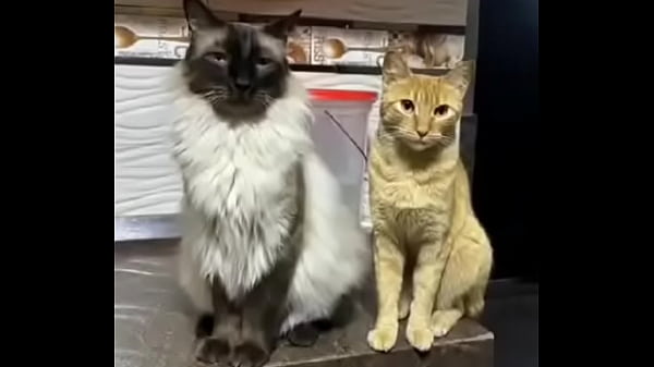 Nonton Momazos thumbnail