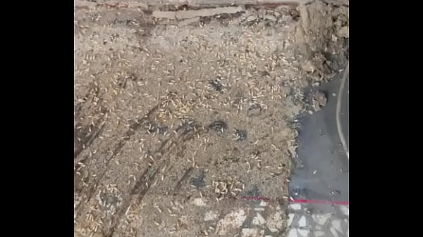 Nonton 验证视频 thumbnail