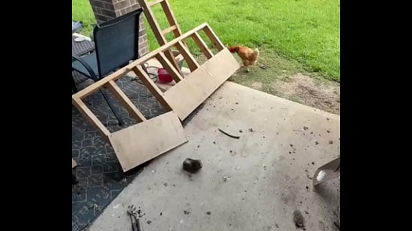 Nonton Happy International Cat Day From My Cats To Yours thumbnail