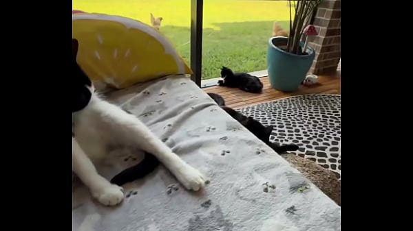 Happy international cat day from my cats to yours  Prev1...2021222324252627282930313233343536...112Next SEXBOKEP adalah Website Bokep Indonesia Terbaru dan Terlengkap Gratis dimana Anda dapat menonton streaming video bokep dan download vidio bokep terbaru yang sedang viral dengan aplikasi bokep android, Aplikasi bokep free download simontok app terbaru 2026 for PC Mobile Online dan HP     Contact Us   DMCA   Disclamer   Privacy and Policy   Conditions of Use  &copy; 2026 SEXBOKEP All rights reserved