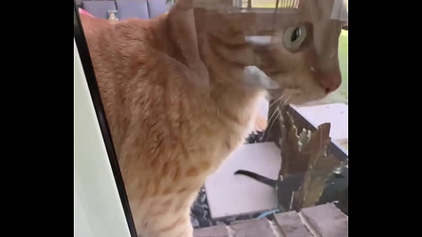 Happy international cat day from my cats to yours 