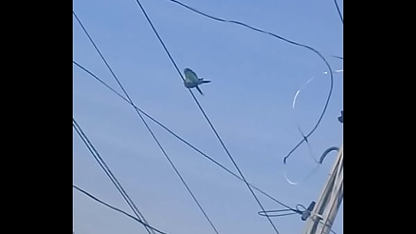 Papagaio botando na puta safada