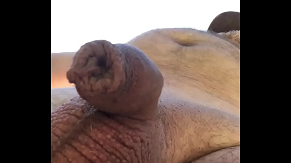 naked big bear with small dick 