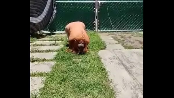 Karencita exhibiendose en p&uacute;blico y siendo tratada como una perra 