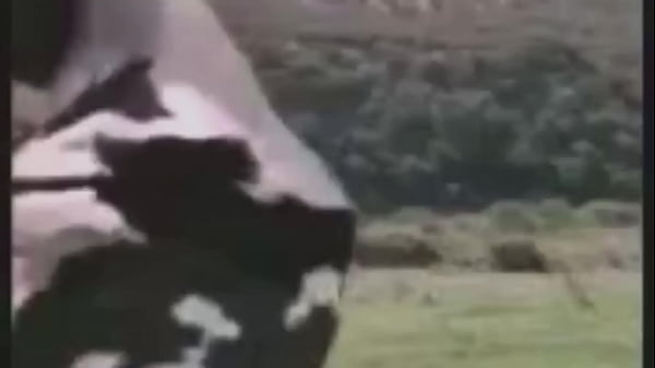 Hombre vs vaca linkin park
