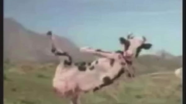 Shitpost: hombre luchando contra vaca con musica de fondo de linkin park