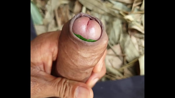 Play MP4 - ชักว่าว ทรมานควยด้วบใบข่อย