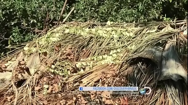 Play MP4 - Largado e pelados 05