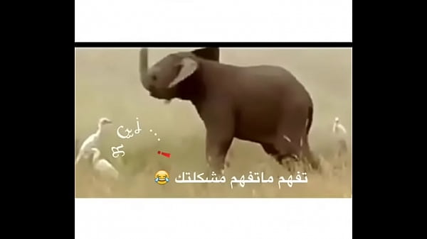 hamodi abn  khalid w alawy