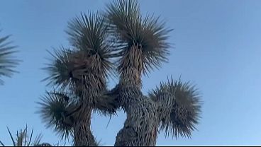 SUCK MY BALLS : JOSHUA TREE, CA // PART 3 // THE MOVIE