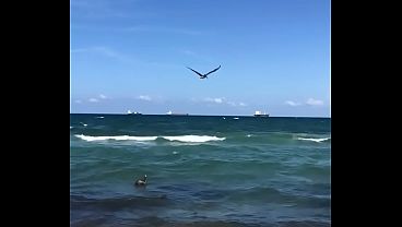 BIRDS FLYING ABOVE THE OCEAN
