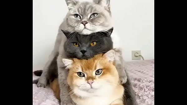 Nonton Hentai Cats thumbnail