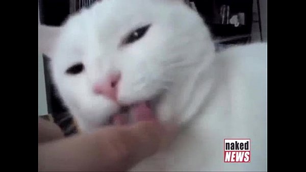 Cute kitties an insane drummer andJedwardon Digital Buzz