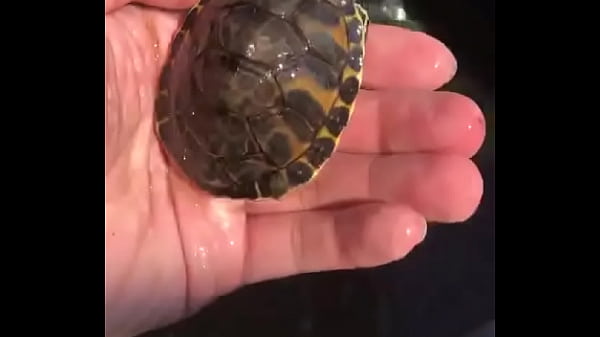 验证视频