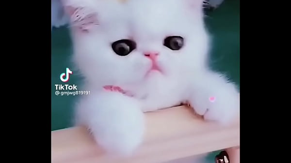 Nonton Cat thumbnail