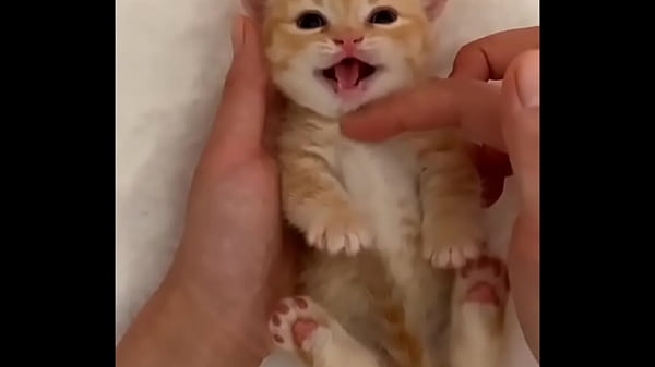 funny cat No.2