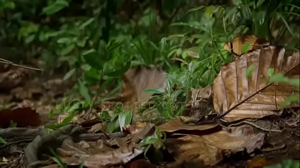 Pepitogalaxy - chat content #127 - videoplayback-small - May 16, 2024 