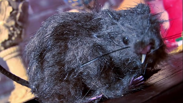 Nonton Angel And Cassie Fuck Their Classy Friend thumbnail