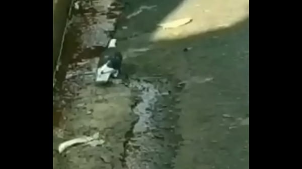 Nonton Pombo Da Nike thumbnail