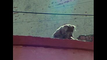 Double P Records thumbnail