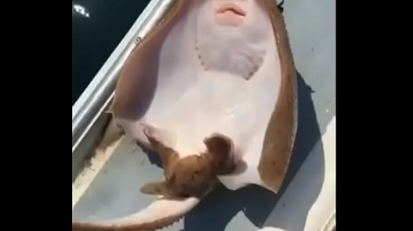 Nonton A Raia Mais Feliz Do Mundo thumbnail