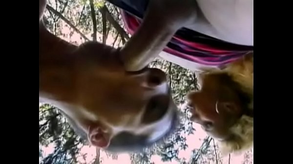 Play MP4 - Bottom boy wraps lips around Brazilian fair-haired tranny Renata Davila's hard cock and gives ass for her cock