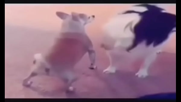 Cachorrinho Pequeno Rabudinho thumbnail