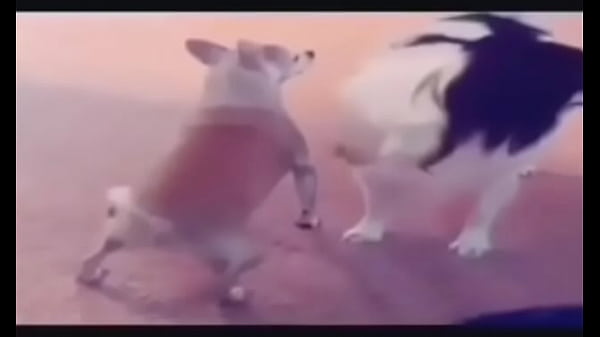 CACHORRO RABUDO GOSTOSO  REBOLANDO A BUNDA