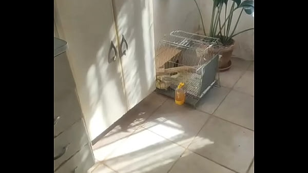 Nonton Metendo Firme Na Piriquita thumbnail