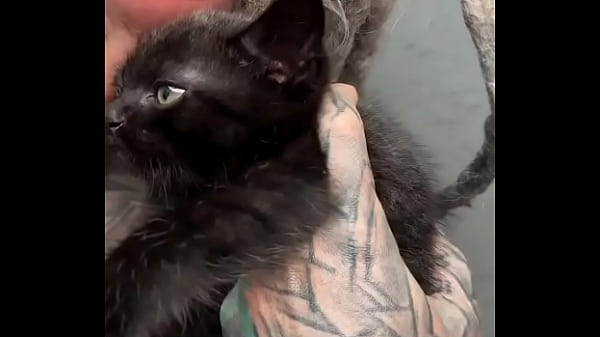 Nonton More Kittens Chilling With Me ?how Many Kittens Are Too Many?#kittens #chillvibes #catlove #psylandbodysuit #inked... thumbnail