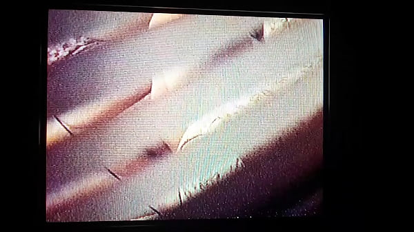 Bbw neighbor diddling with her pussy