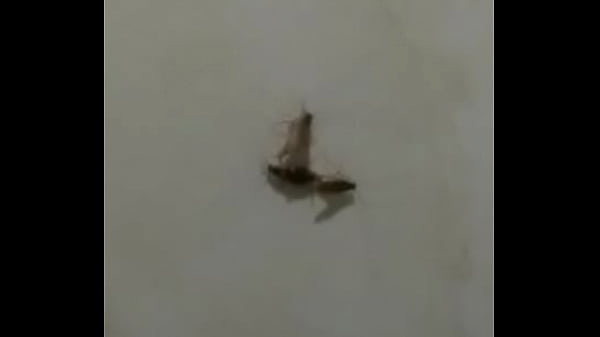 Baratas fodendo loucamente vericalmente pt2 