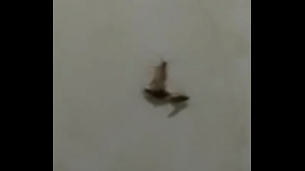 Baratas fodendo loucamente vericalmente pt2