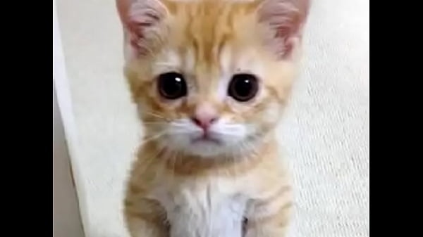 Nonton Not Jacking Off For You thumbnail