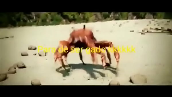 Olha essas coisas gostosas dan&ccedil;ando 