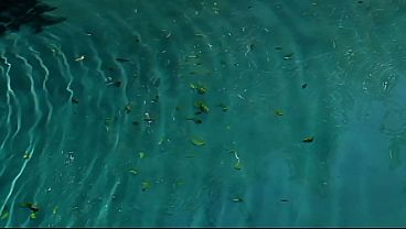 Nonton Daphne Rosen In Double Penetration And Much More thumbnail