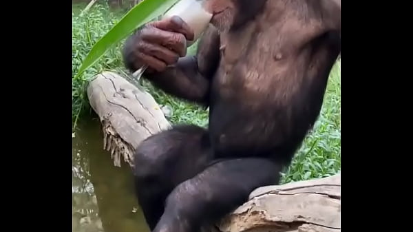 MACACO JOAO