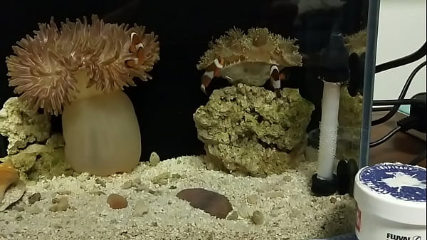 验证视频