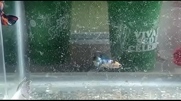 Mi Vecina La Zorra thumbnail