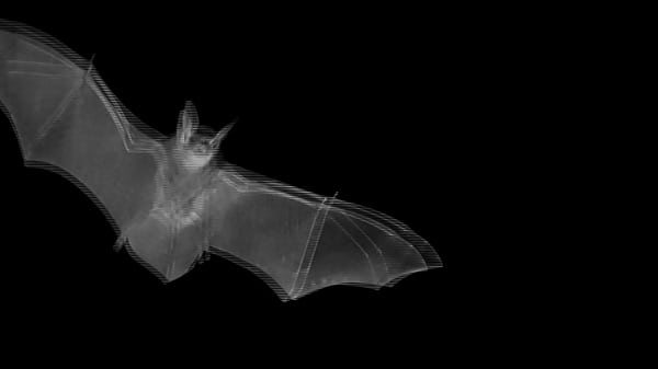 TS Angelique Monroe - Vampire Adventures 