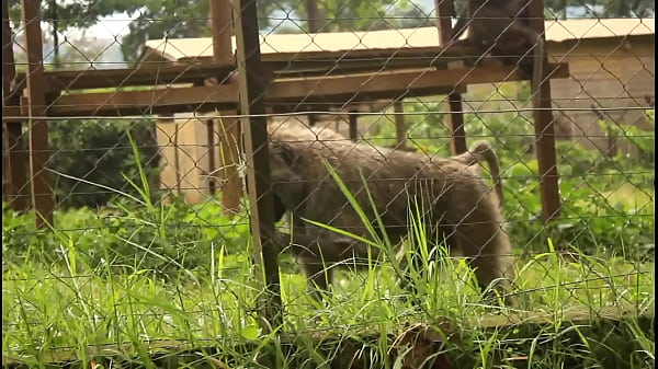 Play MP4 - White girl Caroline Sweets gets stretched by BBC in interracial scene - Reality