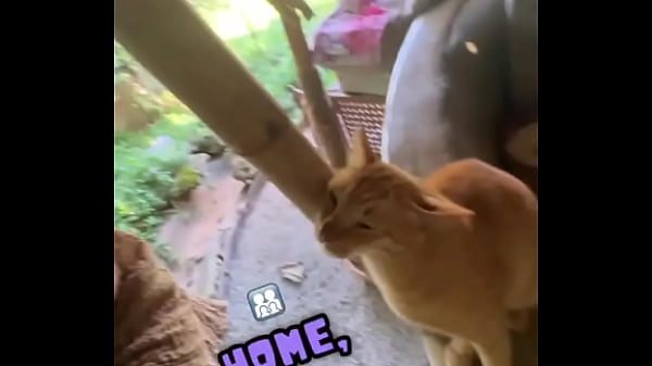 Play MP4 - Do you love cats&quest;  In Chiang Mai&comma; there's a beautiful place called suanmeow maewang&period; Check them out and visit th&period;&period;&period;