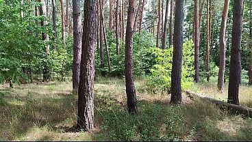 Nonton Wild Forest Anal Adventure &ndash; Pov / Length thumbnail