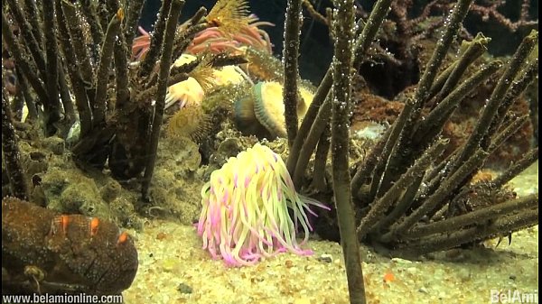 Play MP4 - June part 2 - Preview