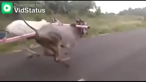 Video bokep part 44001485 