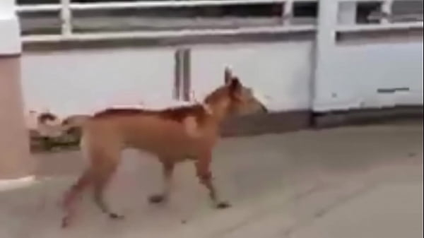 Play MP4 - Dedo no cu e gritaria